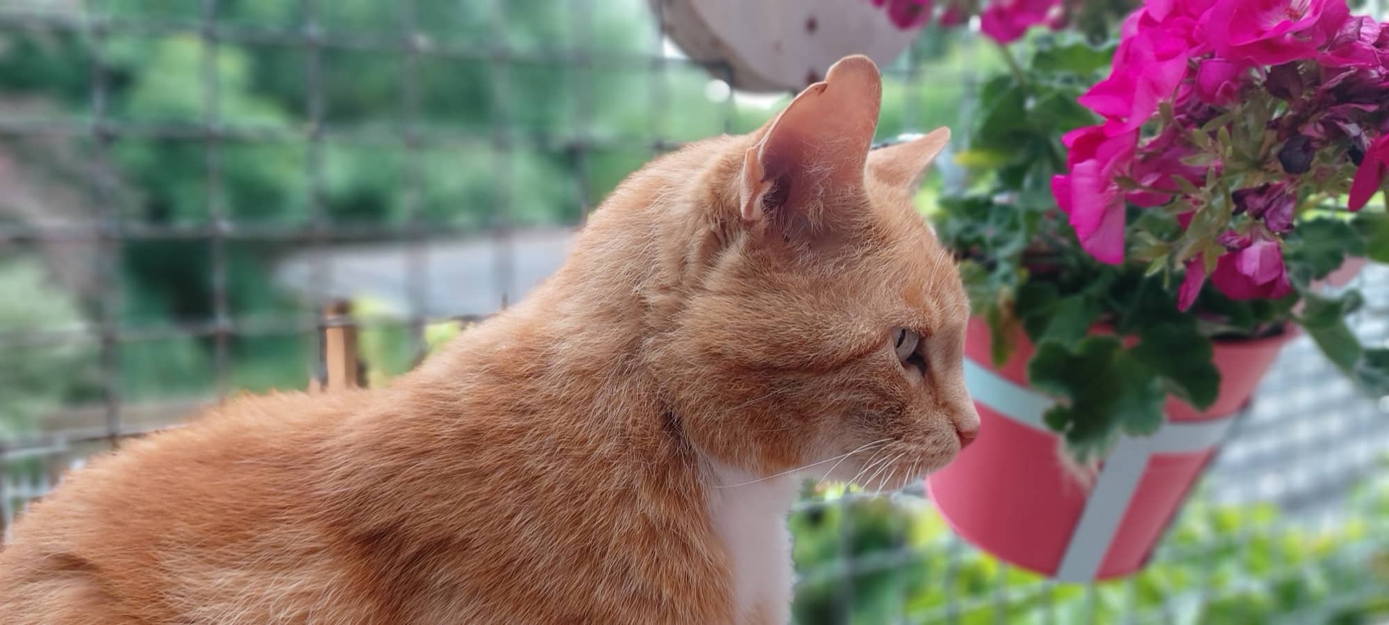 Rote Katze im Profil neben einer pinkfarbenen Blumenampel
