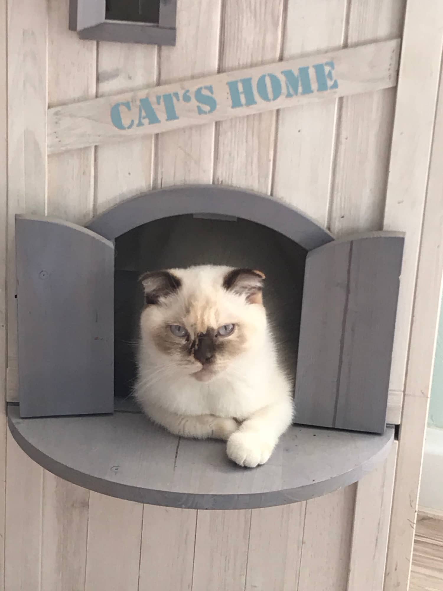 Katze in einem hölzernen Katzenhaus mit dem Schriftzug „Cat’s Home“