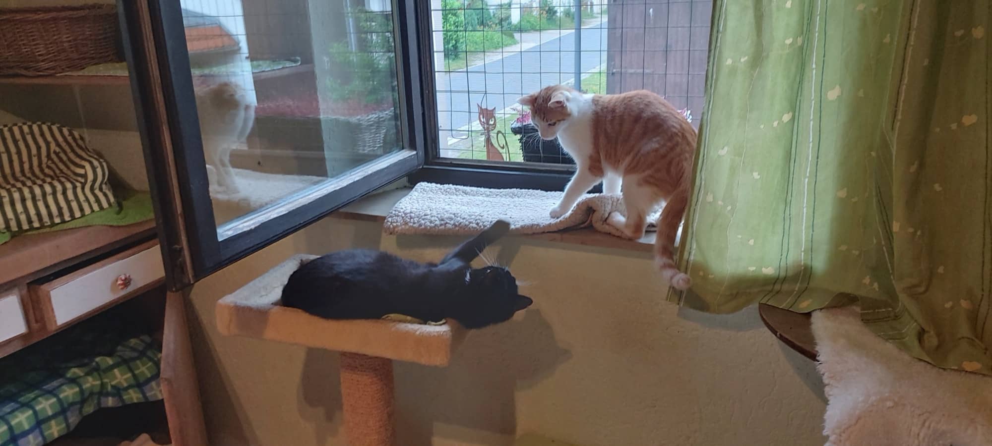 Zwei Katzen auf Wandbrettern am Fenster, daneben ein grüner Vorhang