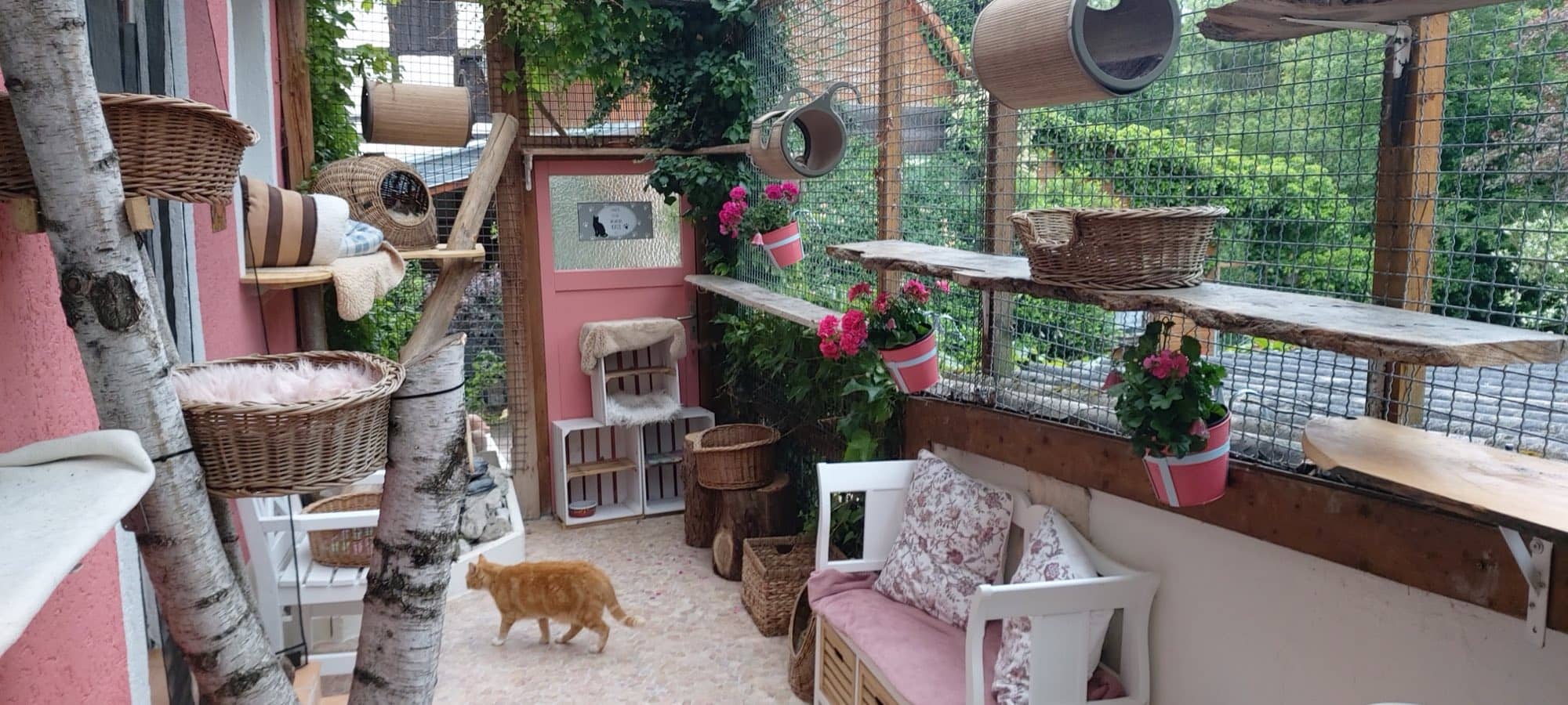 Blick ins Außengehege: Körbe, Birkenstämme und Geranien, eine rote Katze läuft hindurch