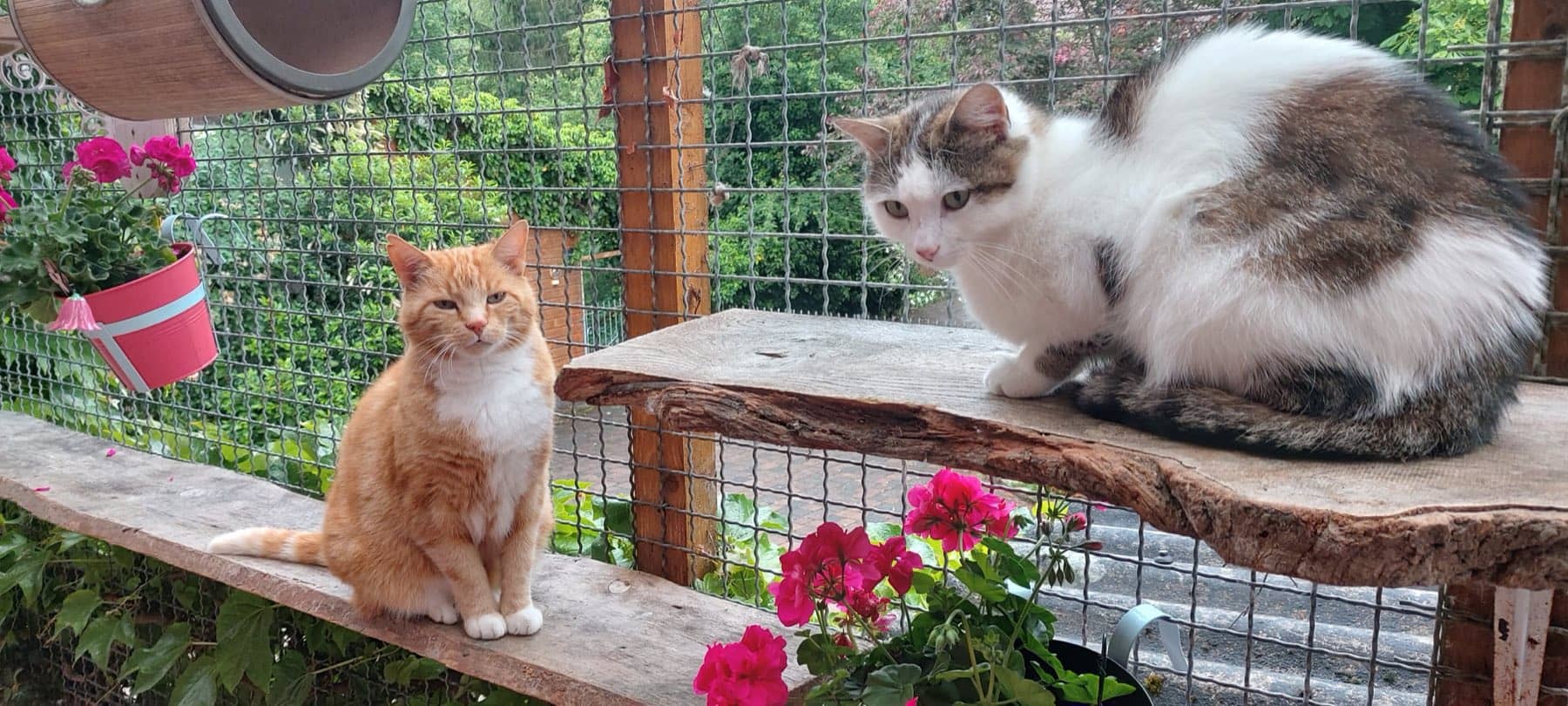 Zwei Katzen auf Holzbrettern im Außengehege, daneben blühende Geranien