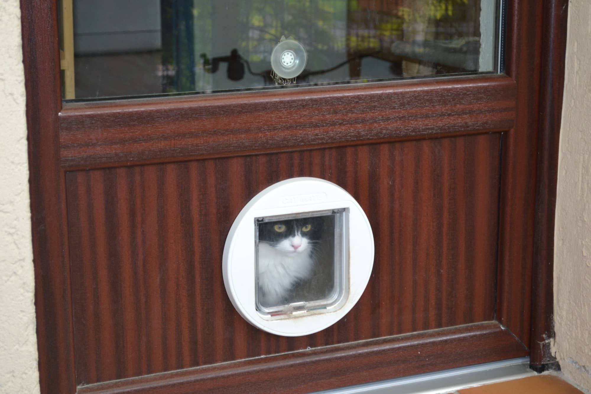 Katze schaut durch eine Katzenklappe in einer Holztür