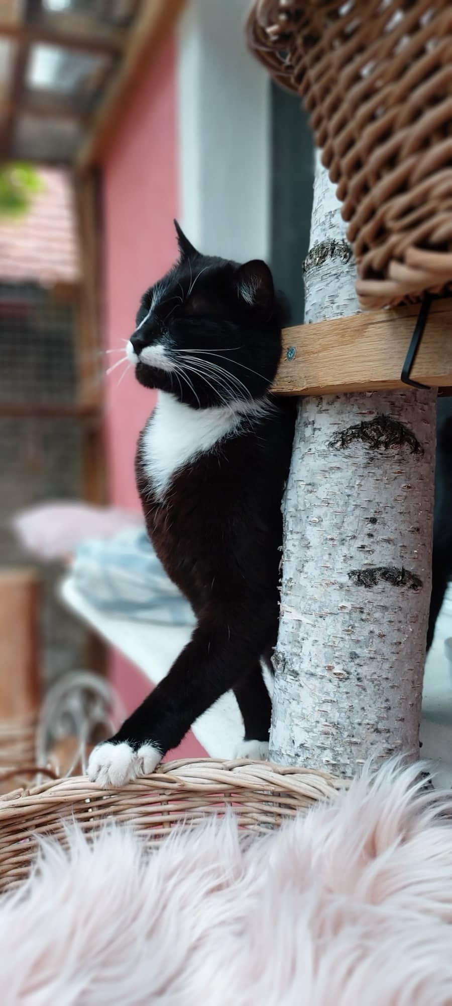 Schwarz-weiße Katze klettert an einem Birkenstamm im Außengehege