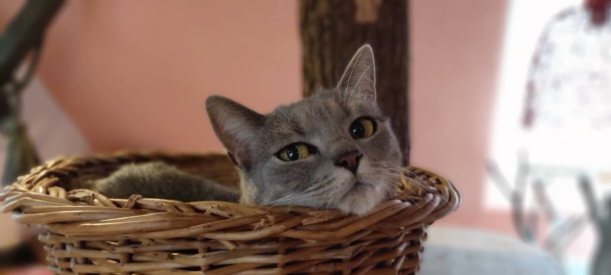 Blaugraue Katze liegt in einem Weidenkorb vor rosafarbener Wand