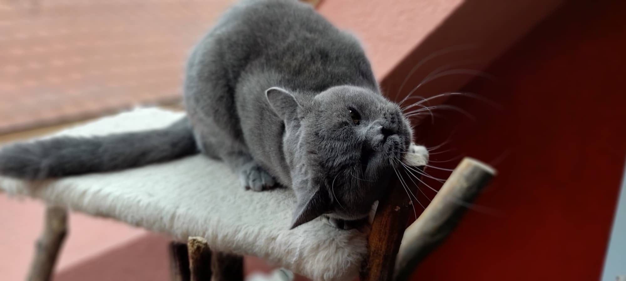 Graue Katze putzt sich auf einer Kratzbaum-Plattform vor ziegelroter Wand