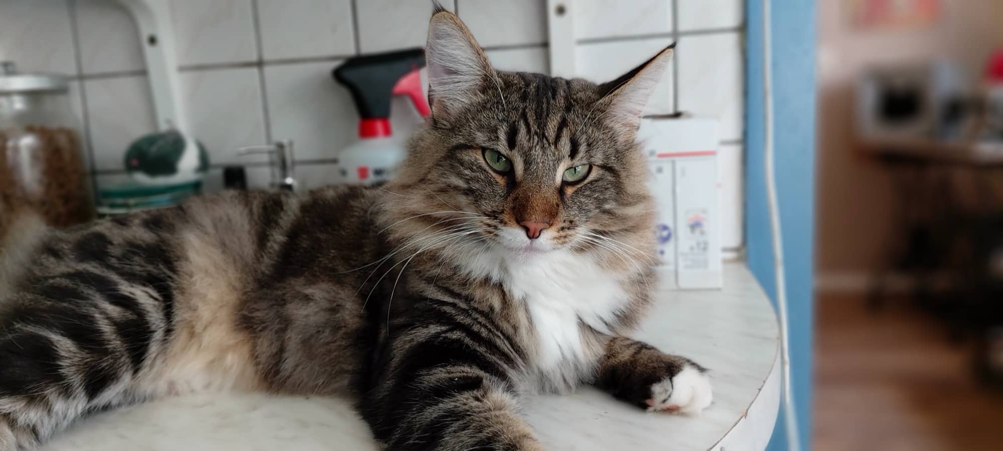 Getigerte Langhaarkatze auf einem runden Tisch, im Hintergrund die Küche
