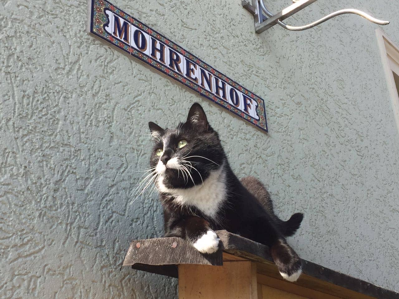 Schwarz-weiße Katze auf einem Wandbrett unter dem Emailleschild „Mohrenhof“