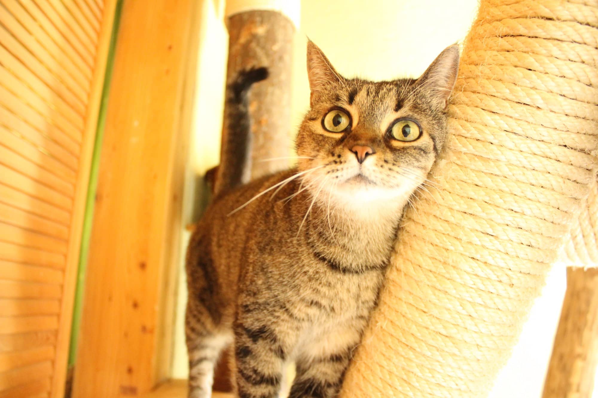Getigerte Katze am Sisalstamm im warmen Licht
