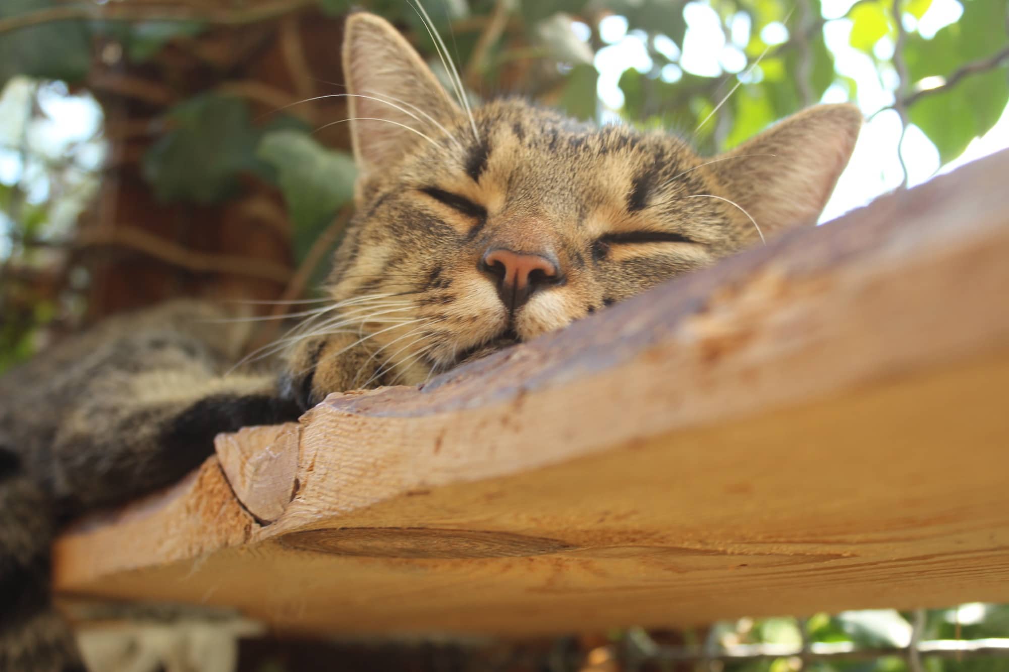 Getigerte Katze schläft in der Sonne auf einem Holzbrett