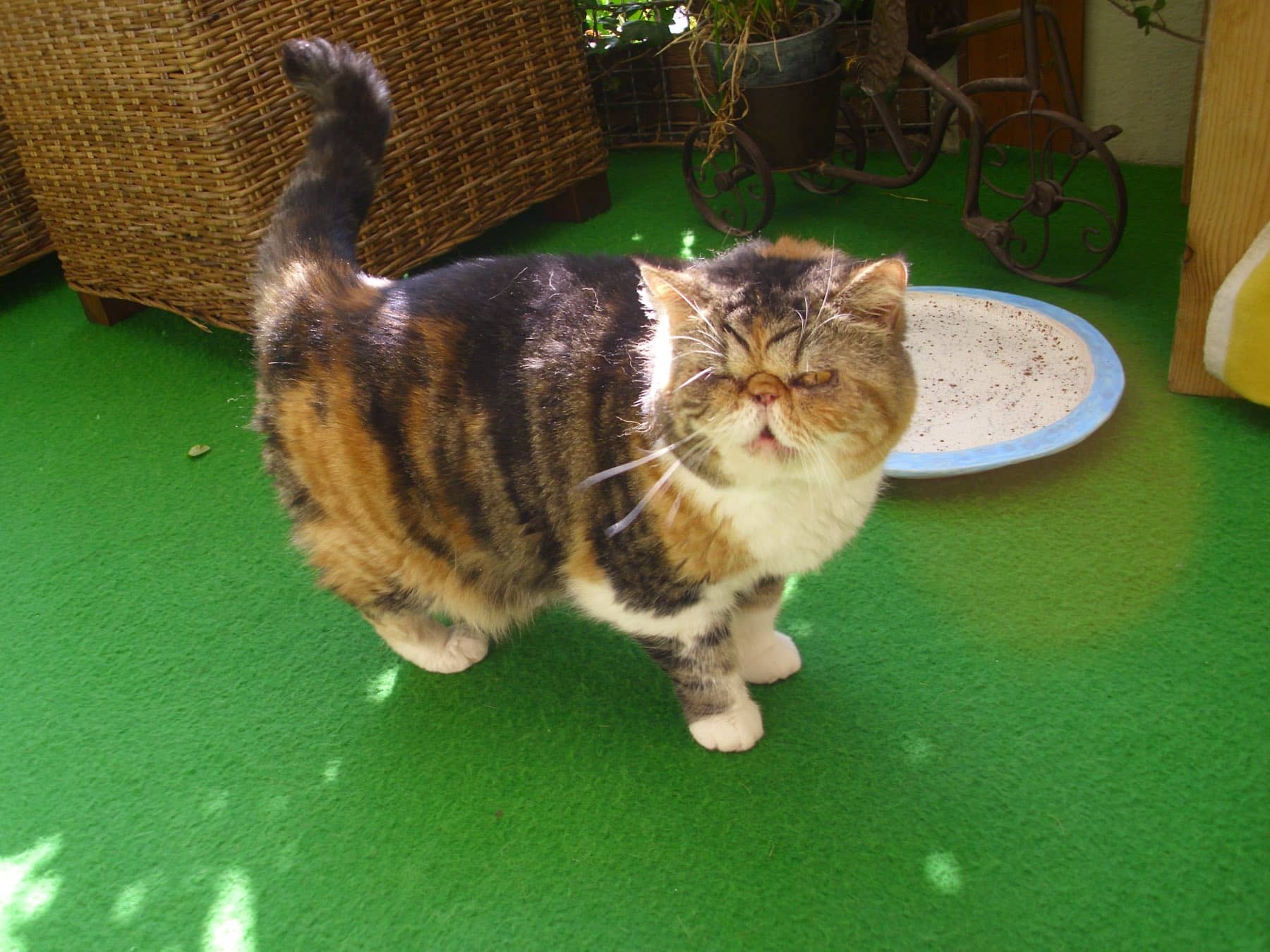 Perserkatze auf dem Kunstrasen der Terrasse