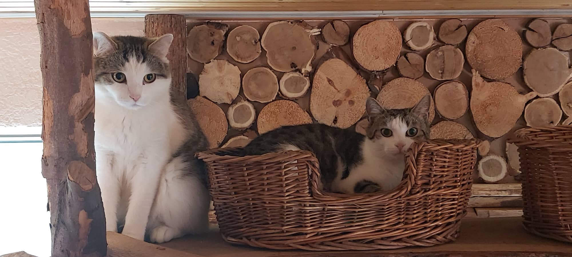 Zwei Katzen vor einer Stirnholzwand aus Brennholz, eine liegt im Weidenkorb