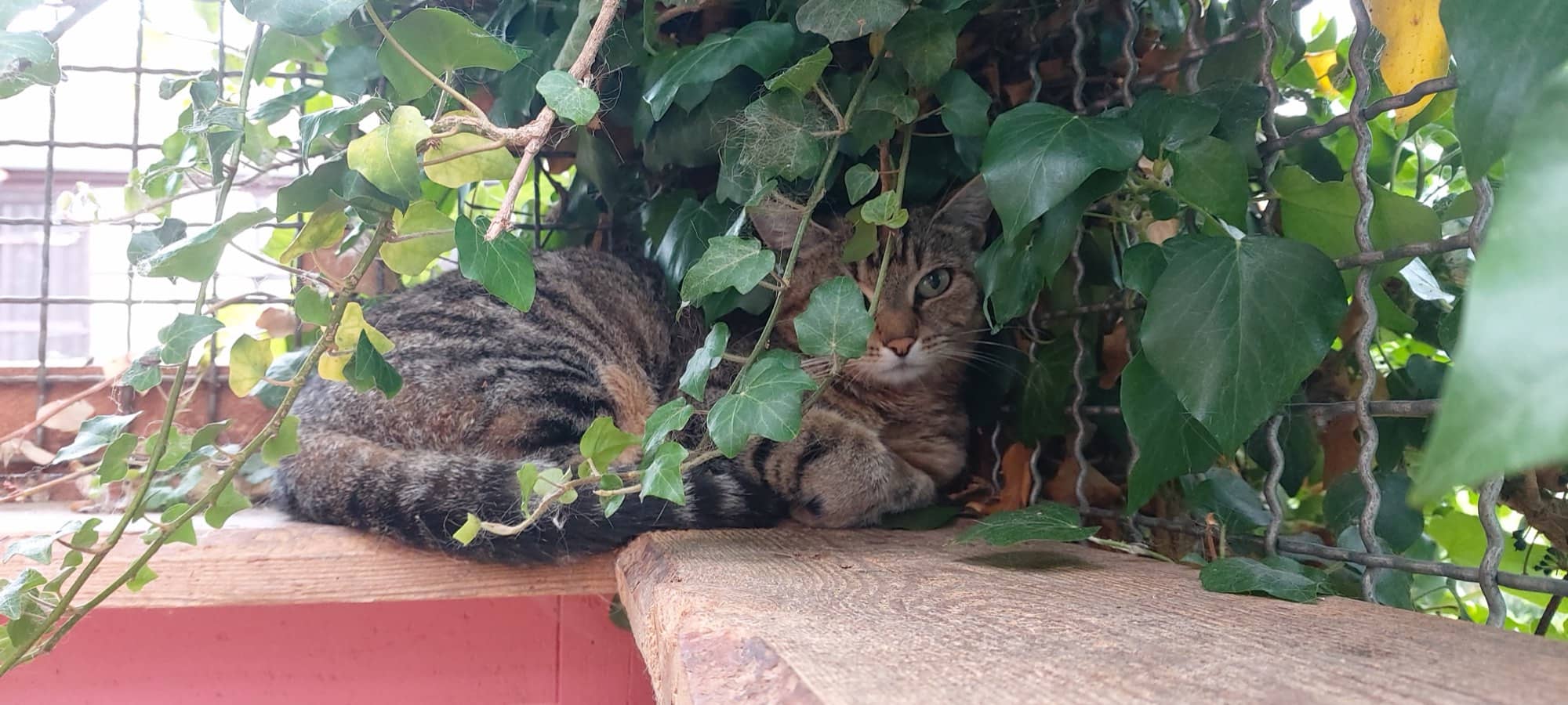 Getigerte Katze liegt auf einem Holzbrett im Efeu