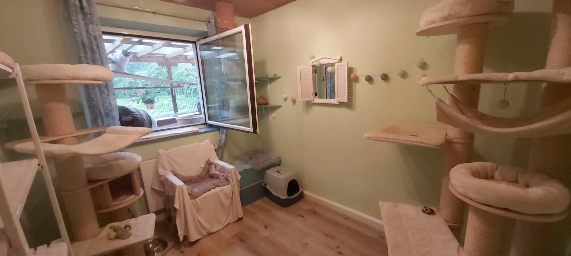 Helles Einzelzimmer mit Kratzbäumen, Fenster und Katzentoilette