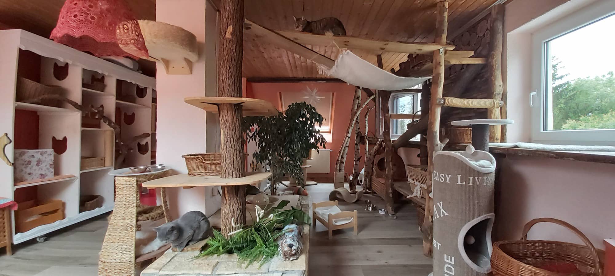 Katzenzimmer mit Regalwand, Kletterbäumen aus Naturholz und großem Fenster