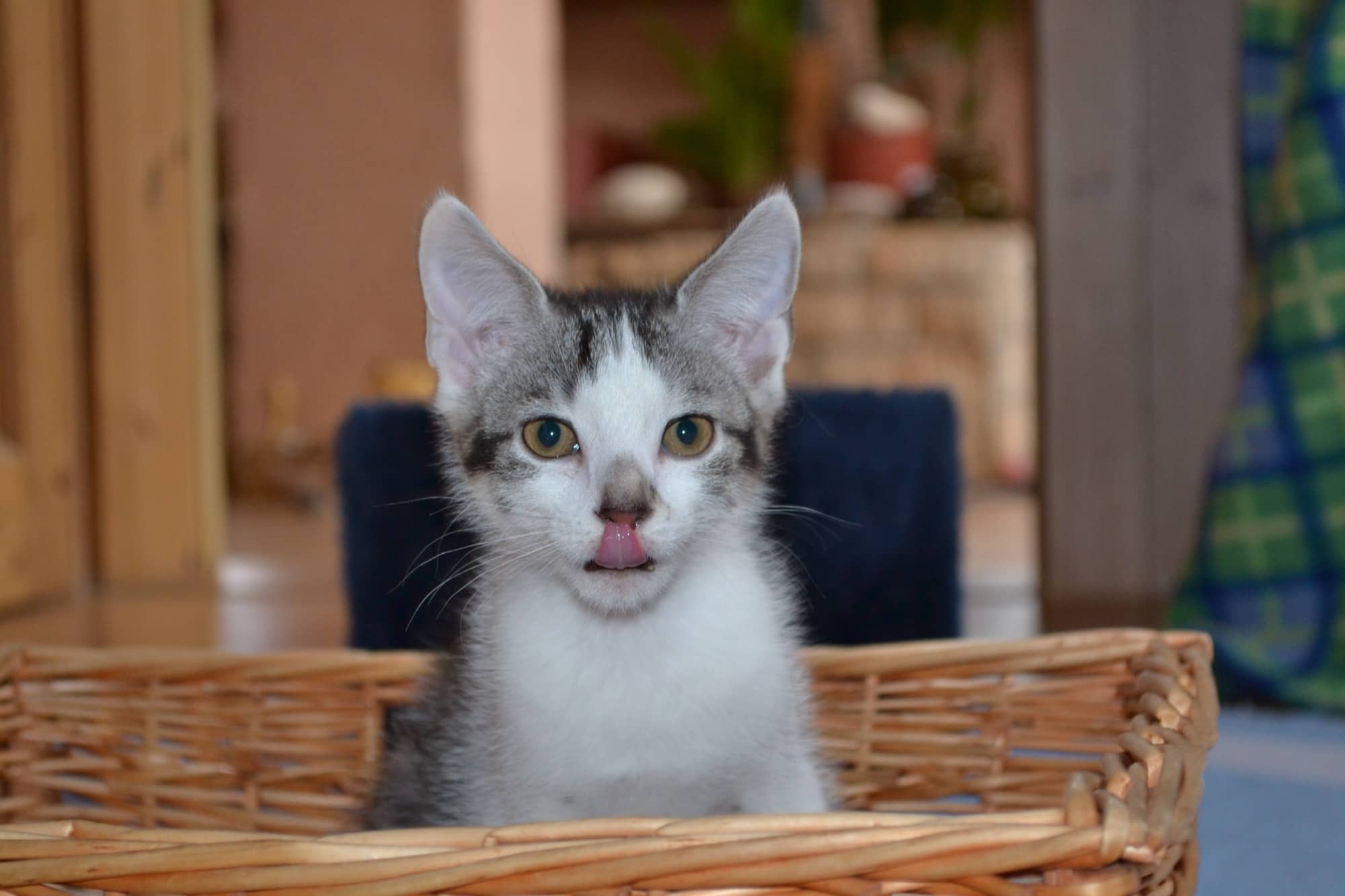 Junge Katze im Weidenkorb, die Zunge herausgestreckt