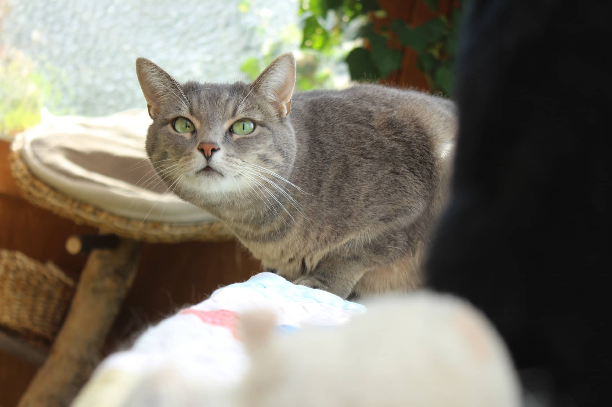 Graue Katze auf einer Korbliege, im Hintergrund Grünpflanzen