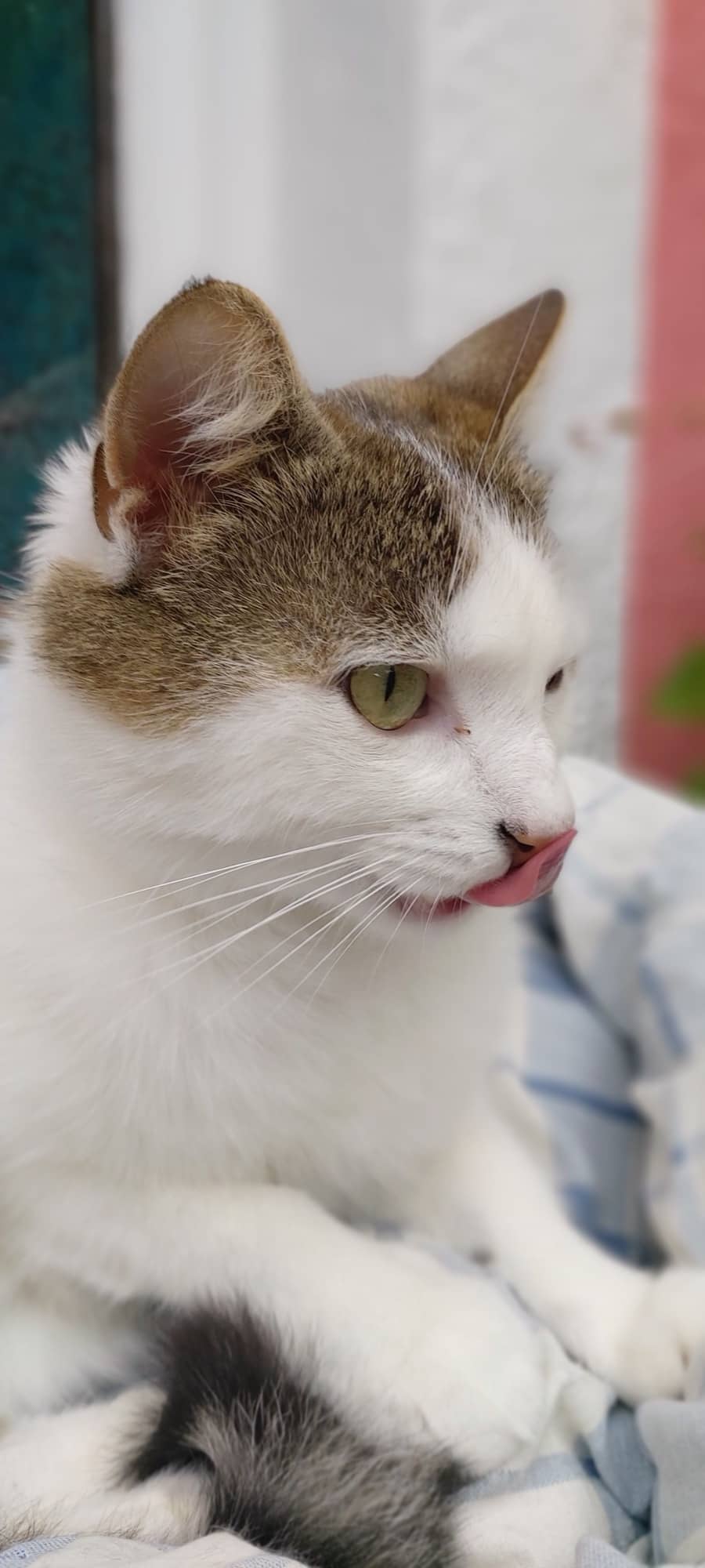 Porträt einer weiß-getigerten Katze