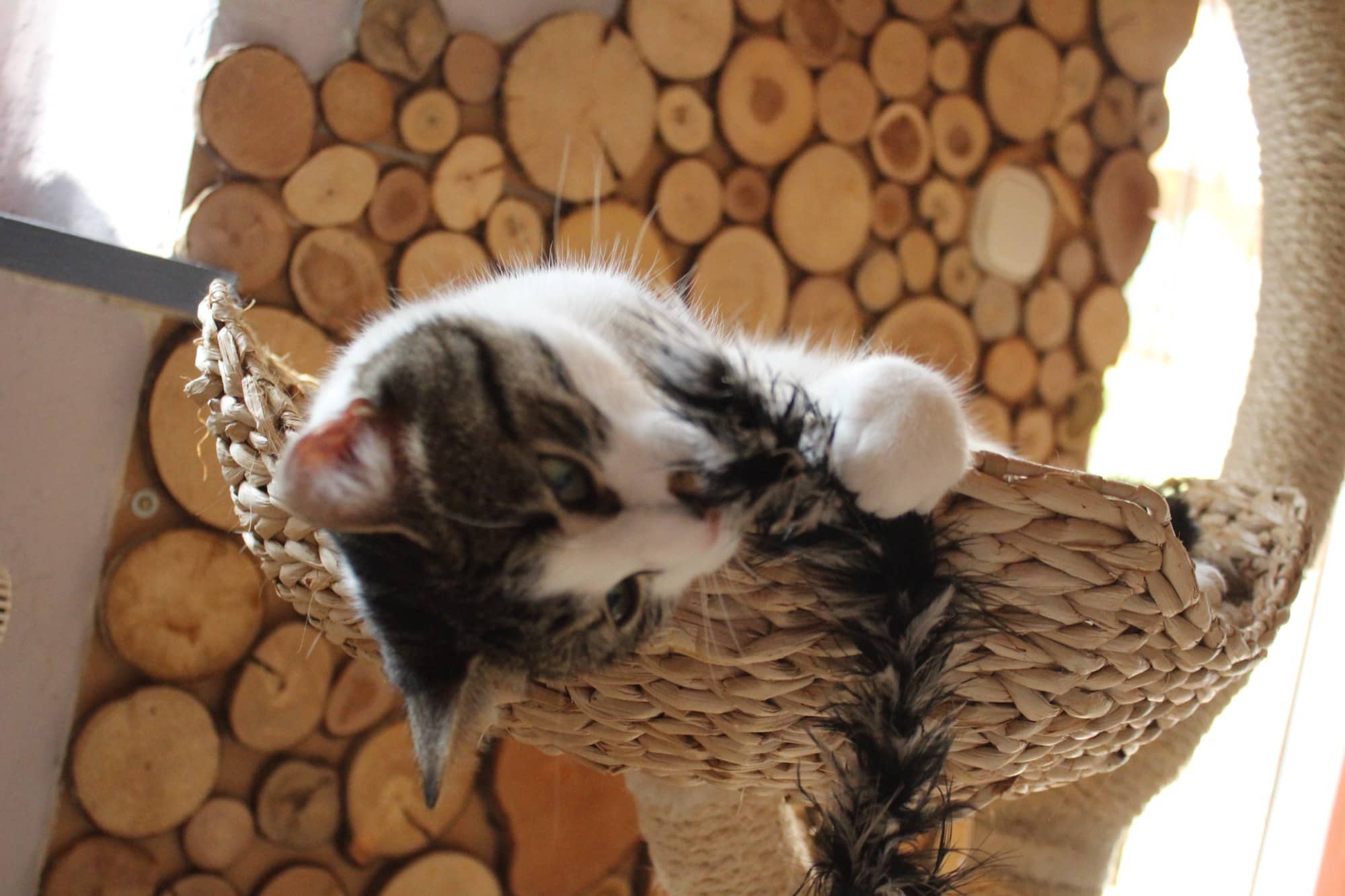 Katze rollt sich in einer Seegras-Hängematte vor einer Brennholzwand zusammen