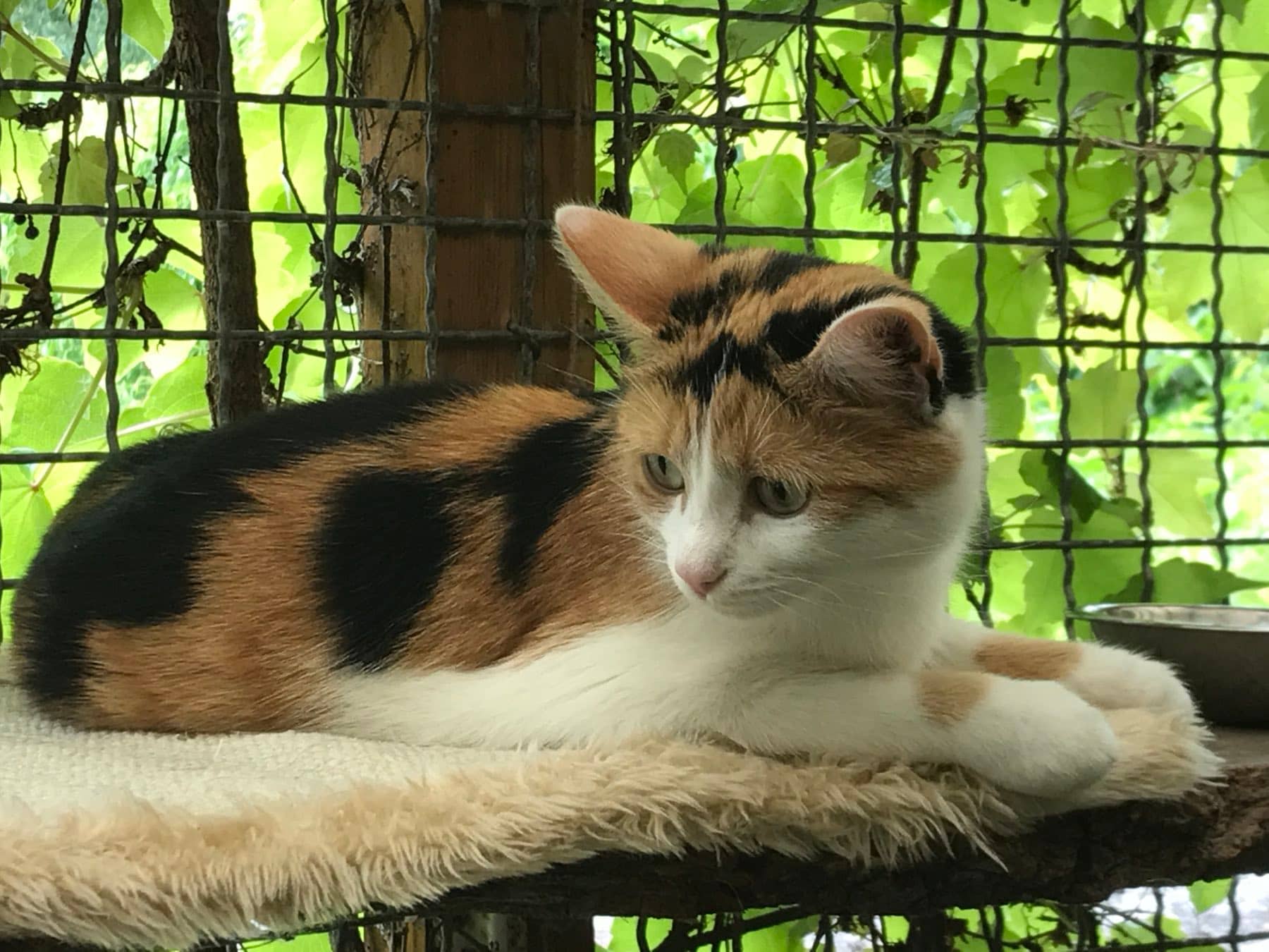 Dreifarbige Katze auf einem Liegebrett vor einem mit Weinlaub bewachsenen Gitter